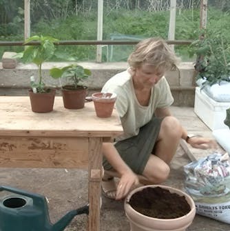 chili i drivhus chili i drivhus